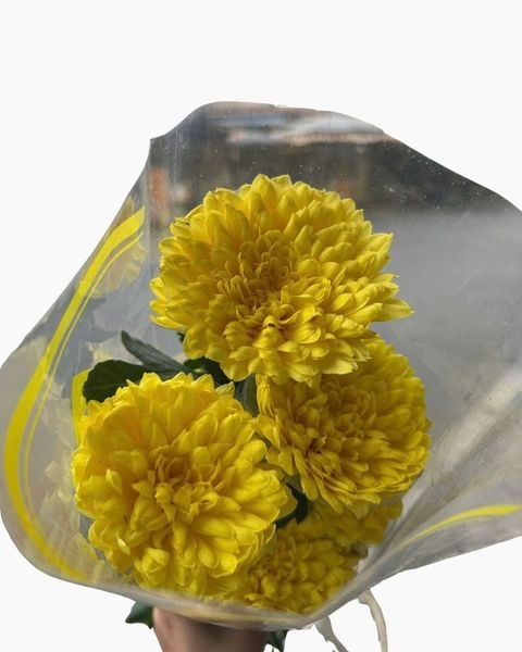 Mẫu Hoa Cúc: Hoa Cúc Chén - HCC05