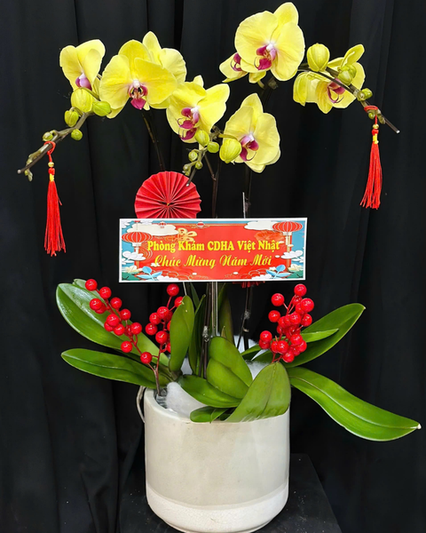 Chậu Hoa Lan: Chậu Lan Hồ Điệp Vượng Khí - LHĐ182