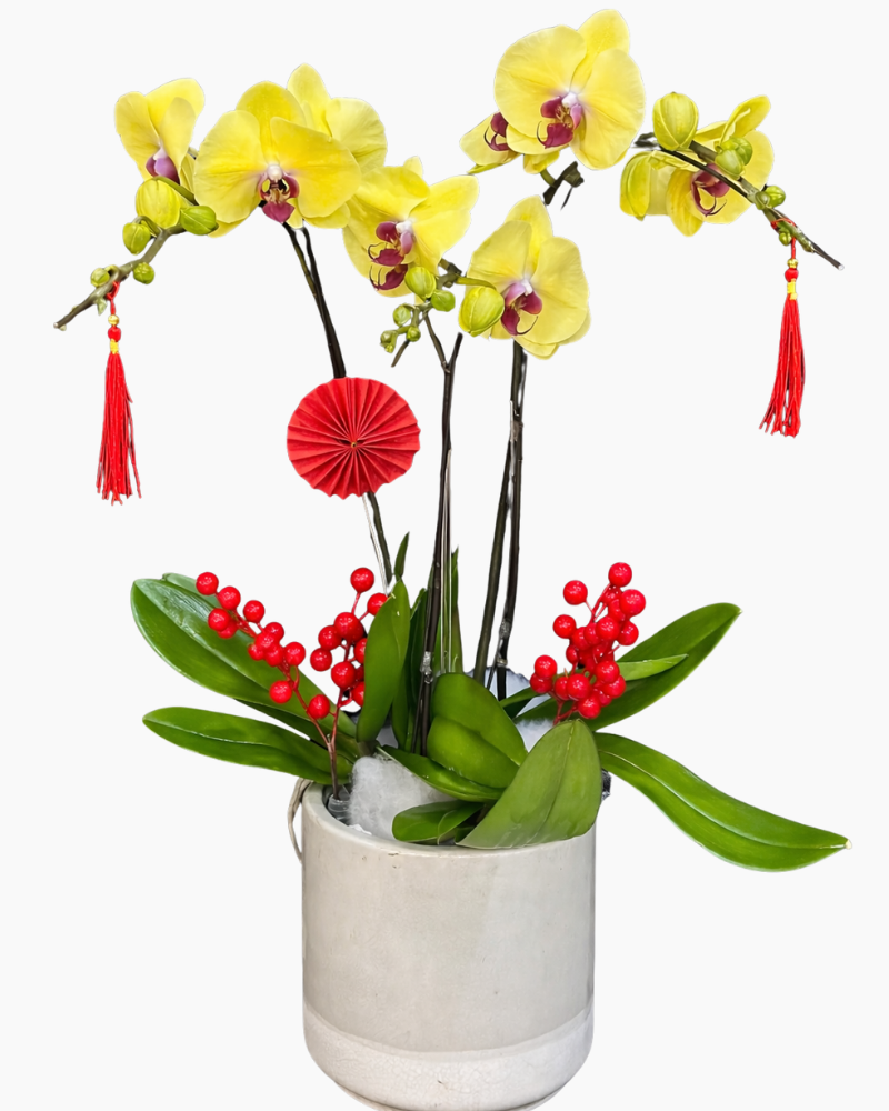  Chậu Lan Hồ Điệp Vượng Khí - LHĐ182 