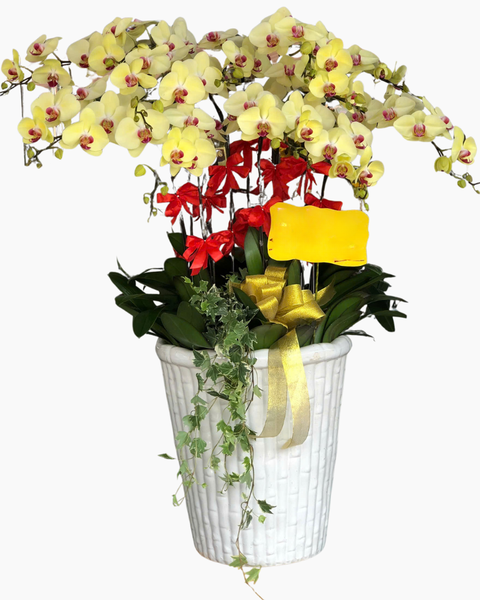  Lan Vượng Tài Xuân - LHĐ154 