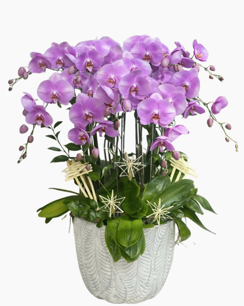  Chậu Lan Hồ Điệp Phú Qúy - LHĐ177 