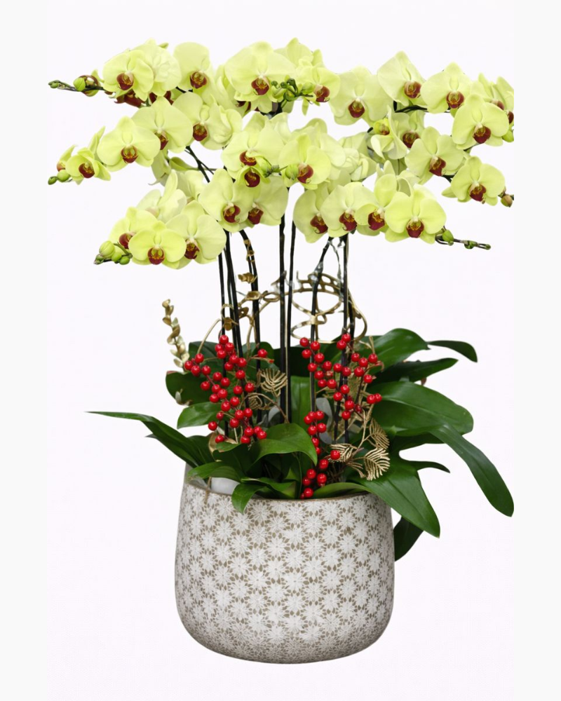  Chậu Hoa Lan Hồ Điệp Thành Ý - LHĐ81 