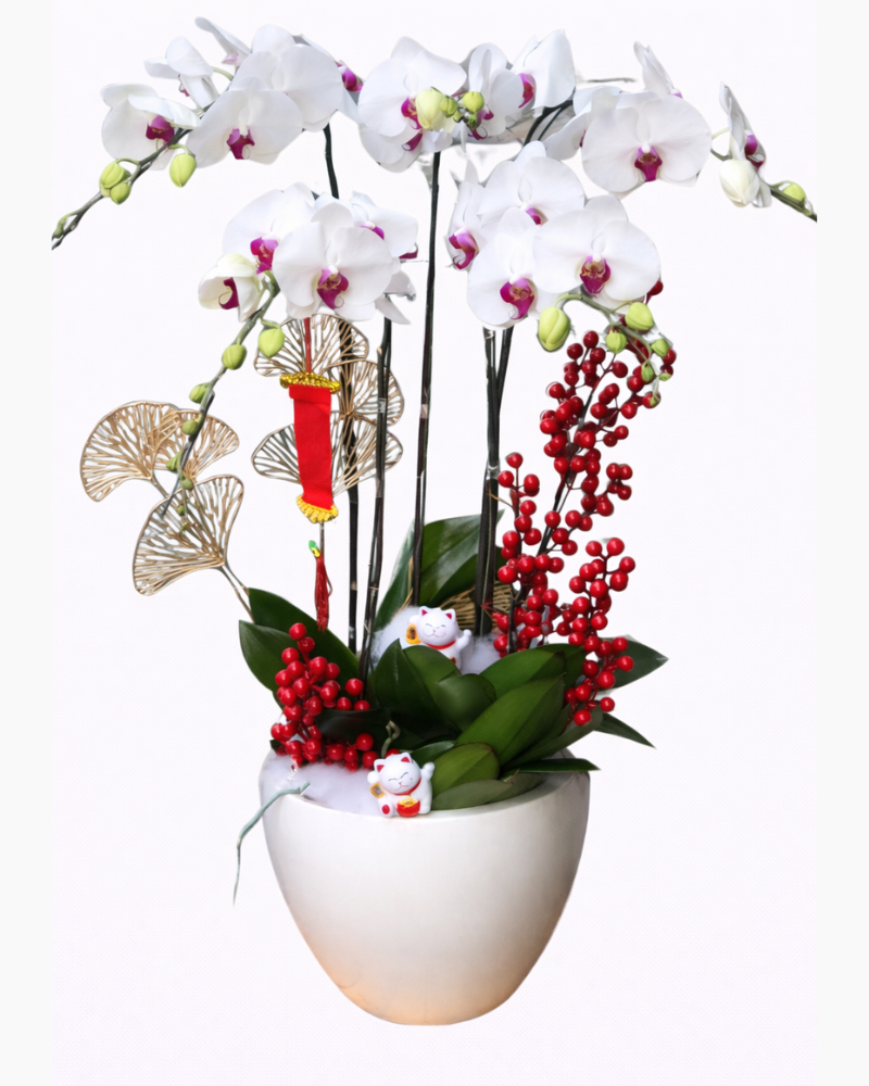  Chậu Hoa Lan Hồ Điệp Thịnh Vượng - LHĐ80 