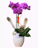  Chậu Hoa Lan Hồ Điệp Viên Mãn - LHĐ79 