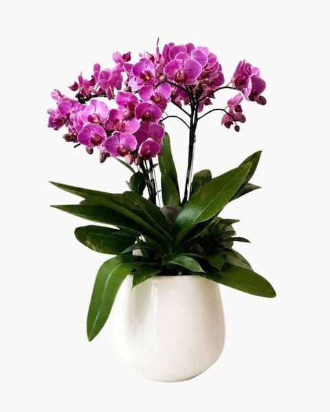 Chậu Hoa Lan Hồ Điệp Mini Nhiều Cành Đẹp, Giá Rẻ: Chậu Lan Hồ Điệp Tử Ngọc An Khang - LHD245