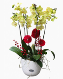  Chậu Lan Hồ Điệp Viên Mãn - LHĐ144 