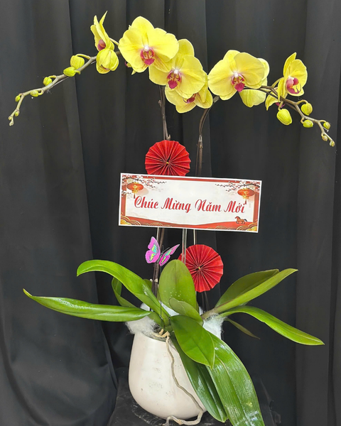 Chậu Hoa Lan: Chậu Lan Hồ Điệp Bình An - LHĐ183