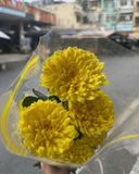  Hoa Cúc Chén - HCC05 