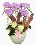  Lan Tím Thăng Hoa-LHĐ117 