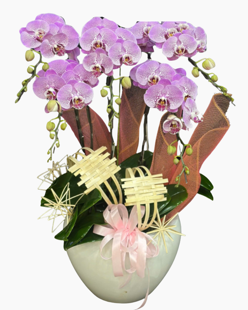  Lan Tím Thăng Hoa-LHĐ117 