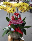  Chậu Lan Hồ Điệp Phát Tài - LHĐ155 