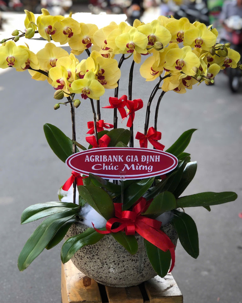  Chậu Lan Hồ Điệp Phát Tài - LHĐ155 