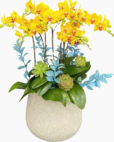 Chậu Hoa Lan: Chậu Lan Hồ Điệp Lộc Tiền - LHĐ201