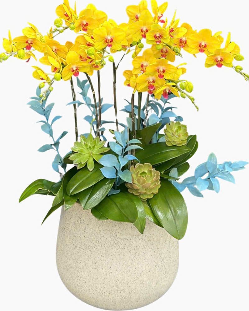  Chậu Lan Hồ Điệp Lộc Tiền - LHĐ201 