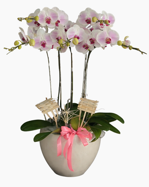 Chậu Hoa Lan: Chậu Lan Hồ Điệp Tiểu Thư - LHĐ207