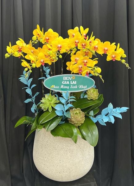 Chậu Hoa Lan: Chậu Lan Hồ Điệp Lộc Tiền - LHĐ201