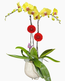  Chậu Lan Hồ Điệp Bình An - LHĐ183 