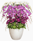  Lan Tài Lộc Khai Hoa  - LHĐ140 