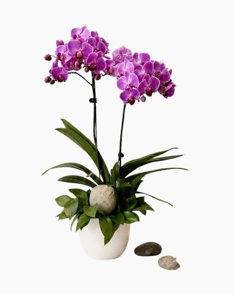 Chậu Hoa Lan Hồ Điệp Mini Nhiều Cành Đẹp, Giá Rẻ: Chậu Lan Hồ Điệp Tử Ngọc Cát Tường - LHD246