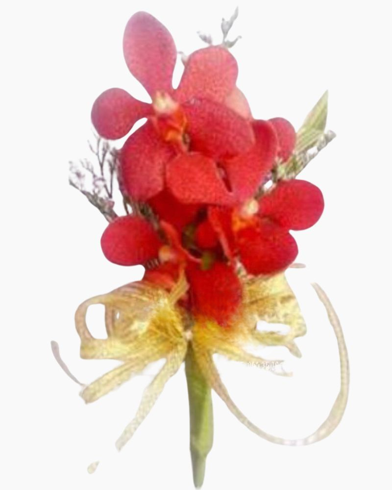  Hoa Cài Áo - CA013 