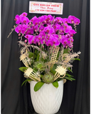  Lan Phúc Lộc Trường Xuân  - LHĐ141 