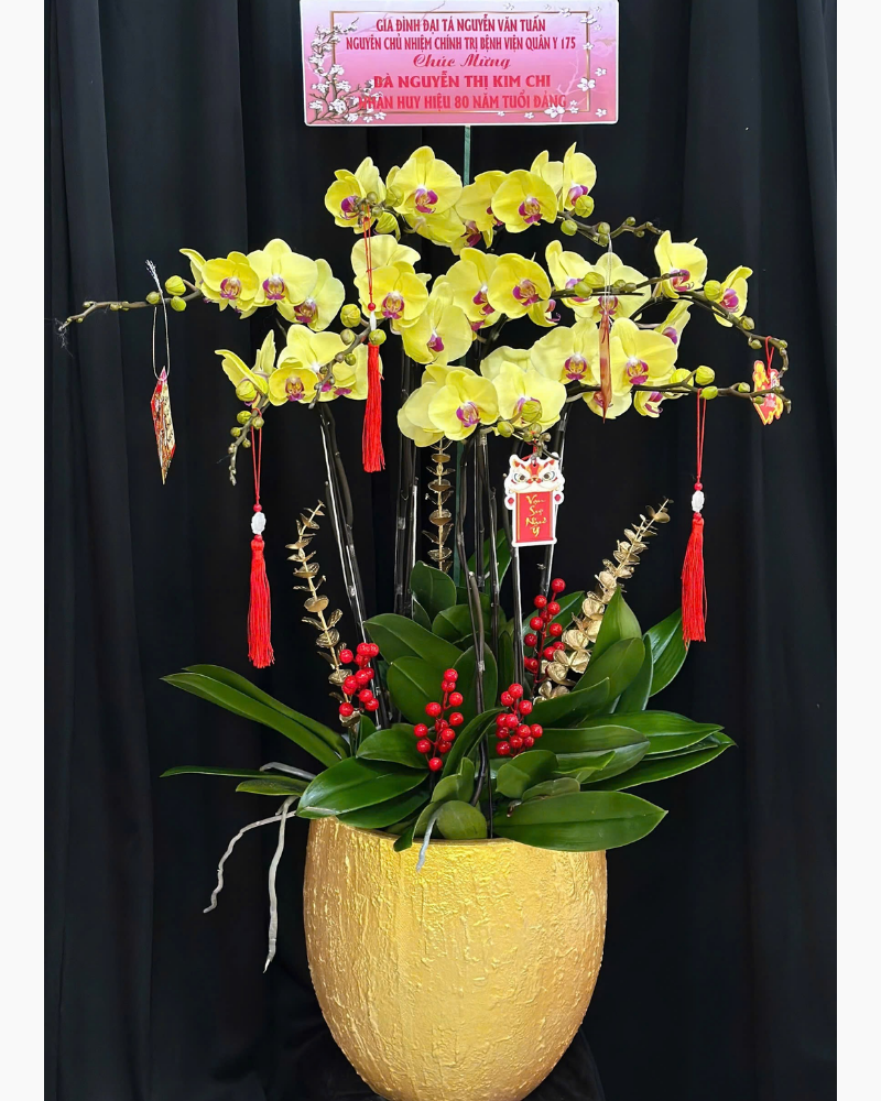  Chậu Lan Hồ Điệp Vinh Hoa - LHĐ184 