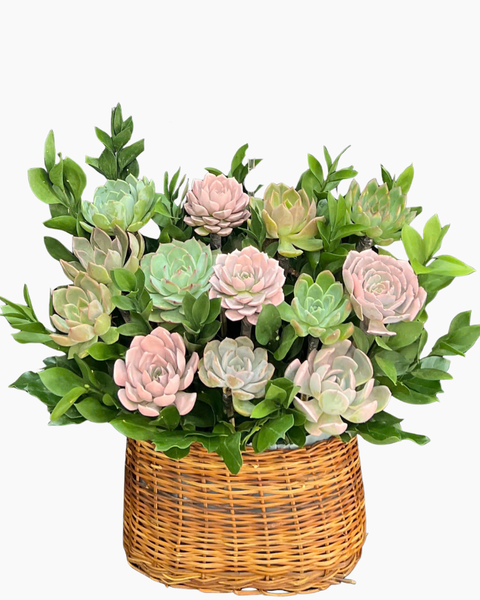 : Chậu Sen Đá Khu Vườn Pastel - SD03