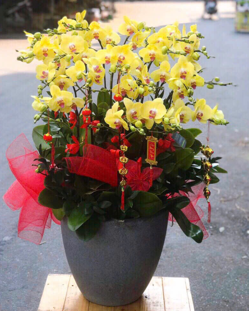  Chậu Lan Hồ Điệp Phú Quý - LHĐ156 