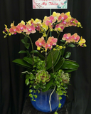  Chậu Lan Hồ Điệp Hồng Thắm - LHĐ178 