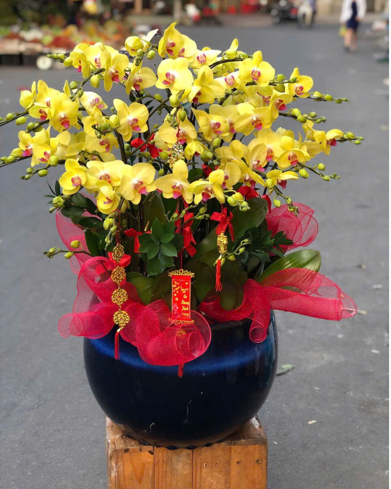  Chậu Lan Hồ Điệp Ngọc  Hoa - LHĐ157 