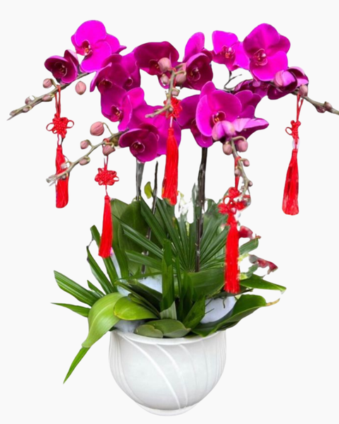 Mẫu hoa lan hồ điệp tím trồng chậu đẹp nhất và giá bán: Chậu Hoa Lan Hồ Điệp Tím - LHĐ100