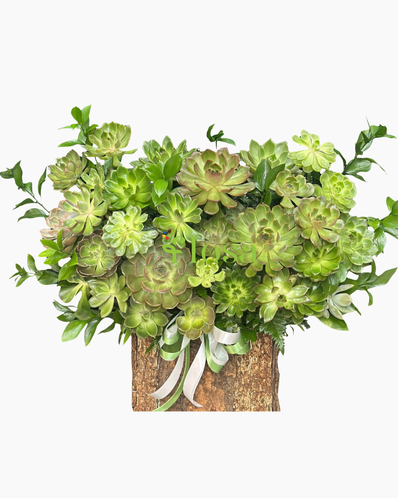  Sen Đá Tình Yêu - HCH124 