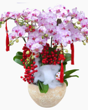  Chậu Lan Hồ Điệp Hồng Phát - LHĐ143 