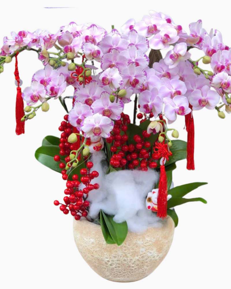  Chậu Lan Hồ Điệp Hồng Phát - LHĐ143 