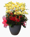  Chậu Lan Hồ Điệp Phú Quý - LHĐ156 