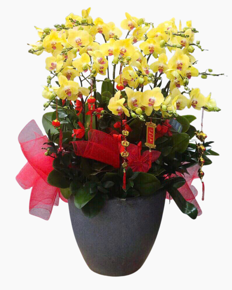  Chậu Lan Hồ Điệp Phú Quý - LHĐ156 