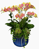  Chậu Lan Hồ Điệp Hồng Thắm - LHĐ178 