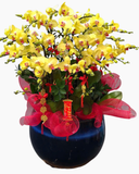  Chậu Lan Hồ Điệp Ngọc  Hoa - LHĐ157 