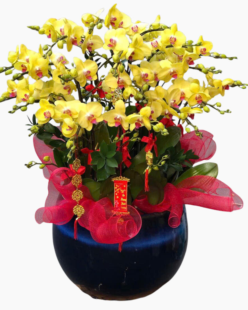  Chậu Lan Hồ Điệp Ngọc  Hoa - LHĐ157 