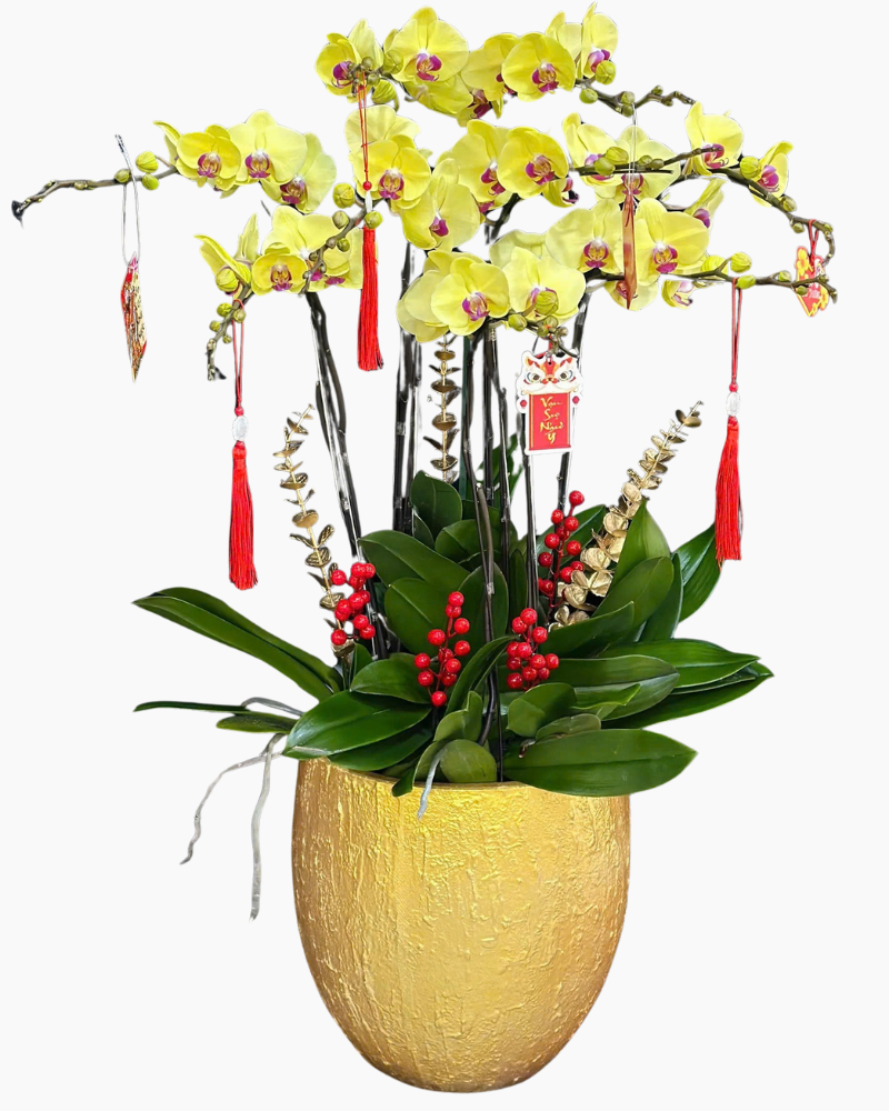  Chậu Lan Hồ Điệp Vinh Hoa - LHĐ184 