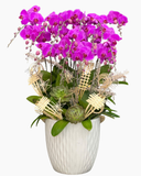  Lan Phúc Lộc Trường Xuân  - LHĐ141 