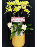  Chậu Lan Hồ Điệp Kim Điệp - LHĐ185 