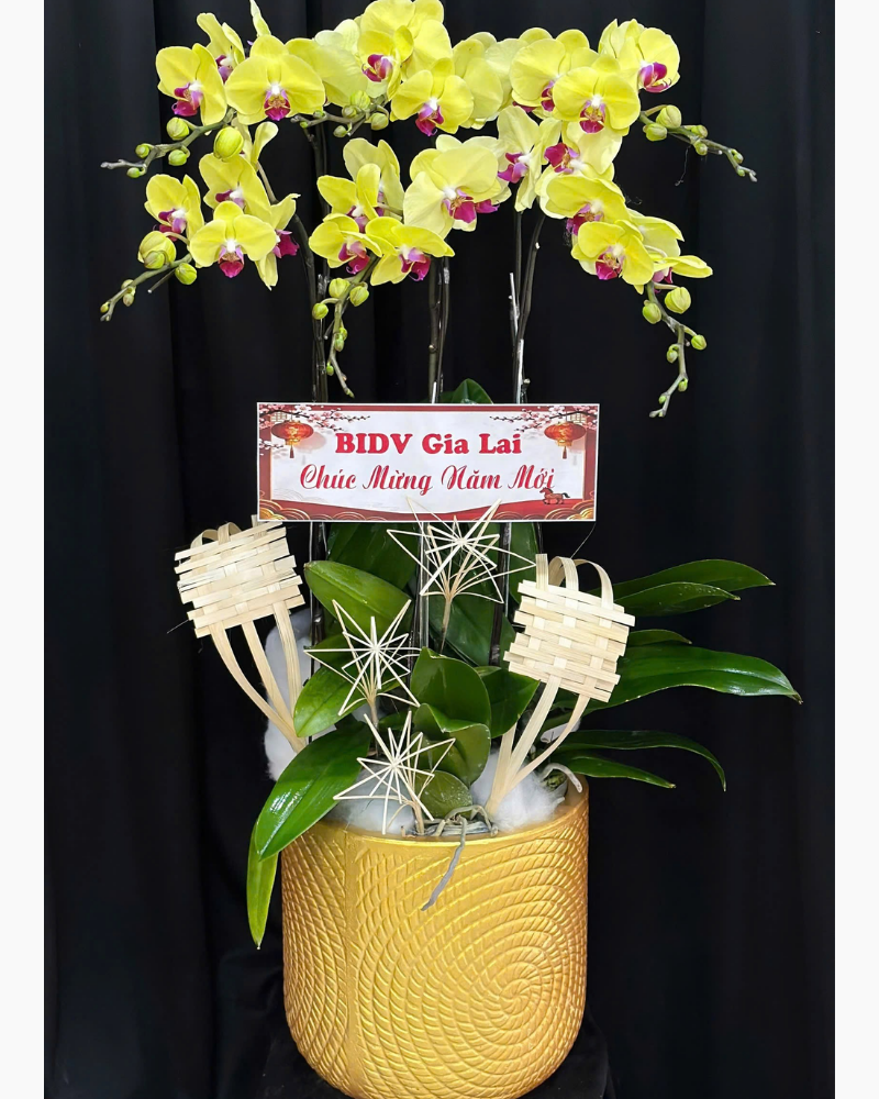  Chậu Lan Hồ Điệp Kim Điệp - LHĐ185 