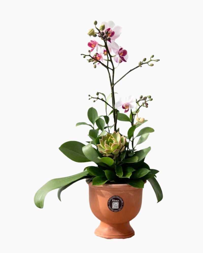  Chậu Lan Hồ Điệp Lan Xuân Thanh Khiết - LHD219 