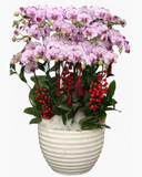  Chậu Lan Hồ Điệp Phú Quý - LHĐ142 