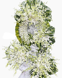  Đôi Cánh Hoa Tiễn Đưa  - HTL158 