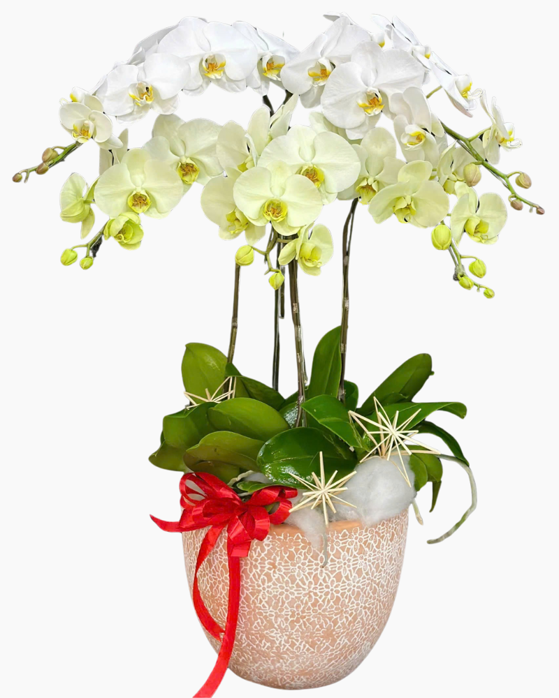  Chậu Lan Hồ Điệp Như Ý - LHĐ195 