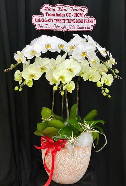 Chậu Hoa Lan: Chậu Lan Hồ Điệp Như Ý - LHĐ195