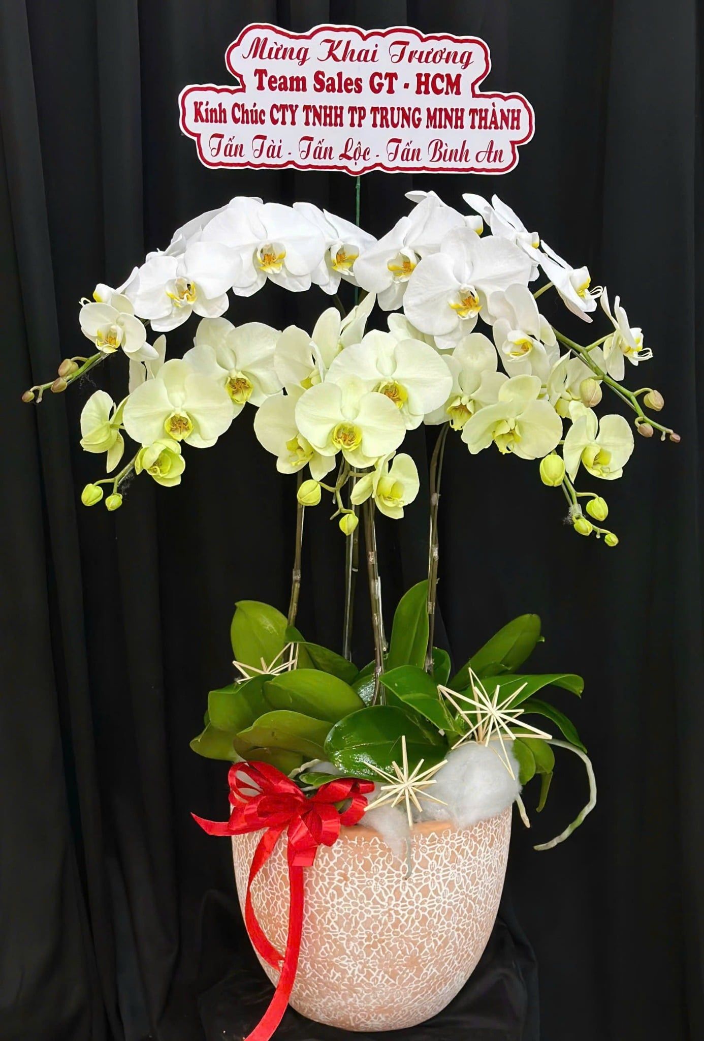  Chậu Lan Hồ Điệp Như Ý - LHĐ195 