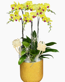  Chậu Lan Hồ Điệp Kim Điệp - LHĐ185 